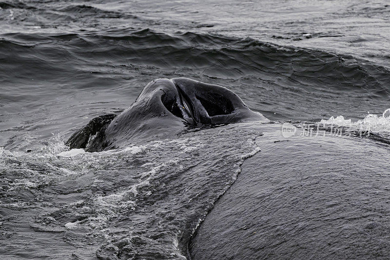 座头鲸是长须鲸的一种。它是一种rorqual (Balaenopteridae家族的成员)，是大翅目属的唯一物种。弗雷德里克海湾，阿拉斯加。喷水孔。